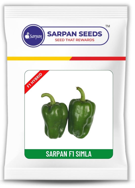 Baby Capsicum Sarpan Simla