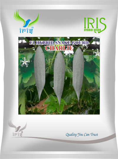 Snakegourd F1 Iris Charlie
