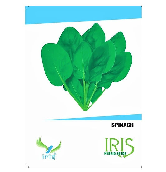 Iris OP Spinach / Palak 100 Seeds