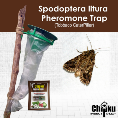 Chipku Pheromone Funnel Trap with Spodoptera Litura Lure (Combo Pack of 10)