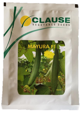 SpongeGourd / Galki Mayura