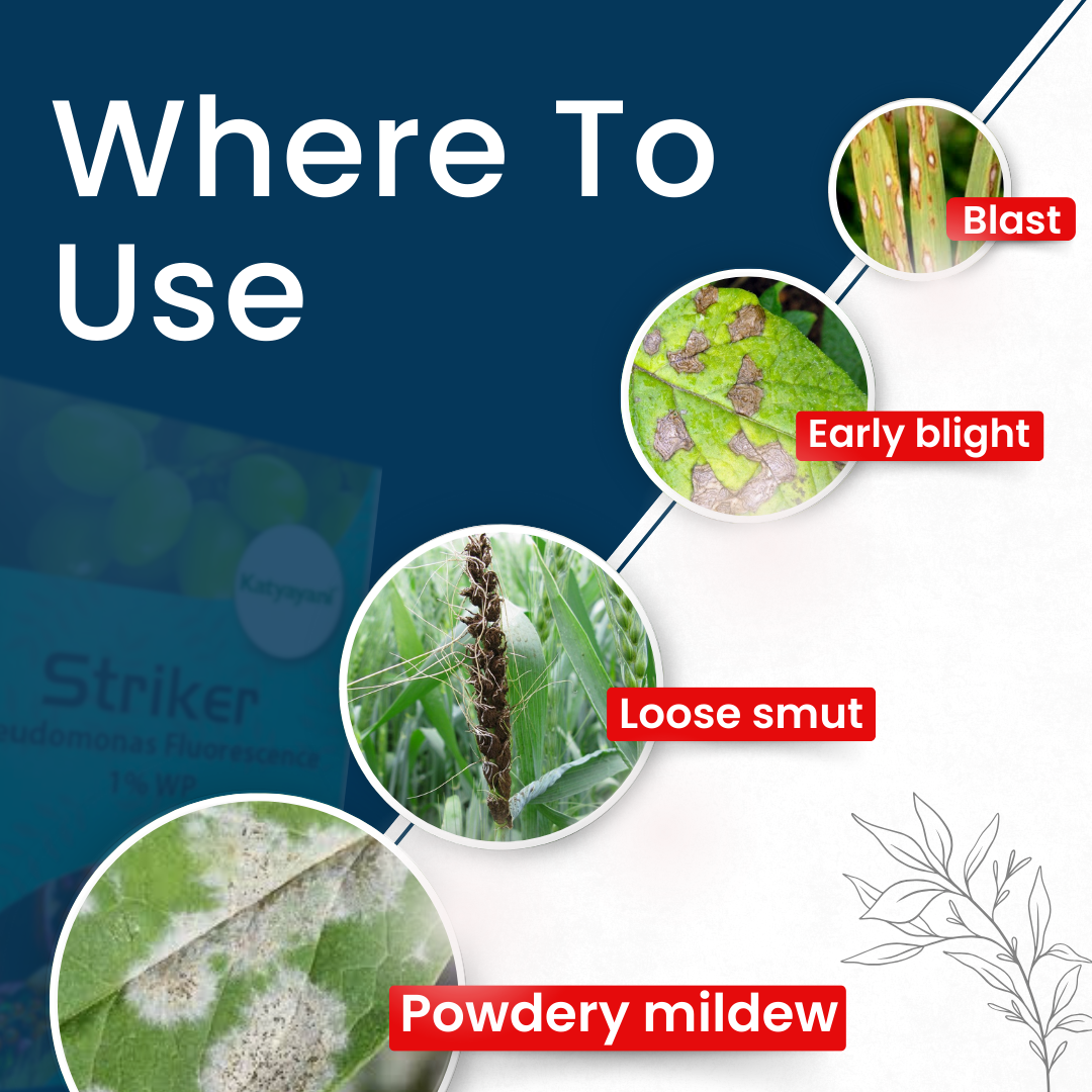Katyayani Striker - Pseudomonas Fluorescence - Bio Fungicide
