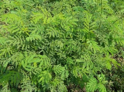 Subabul Tree Seed 250 grams