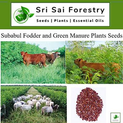 Fodder Subabul Leucaena Leucocephala Plant Seeds