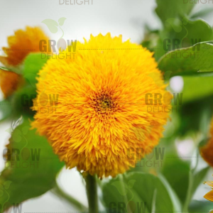 Grow Delight Imported Sunflower Teddy Bear