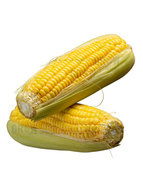 Sweet Corn F1 Sunshine King