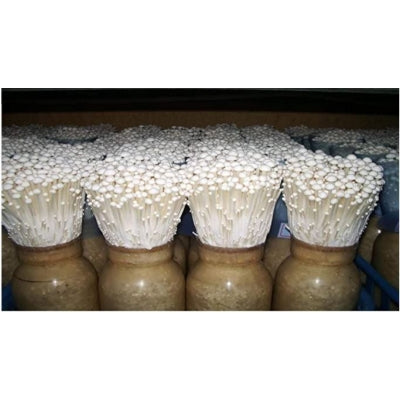 SporeKart Shroomness Mushroom Cultivation Supplement
