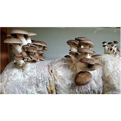 SporeKart Shroomness Mushroom Cultivation Supplement