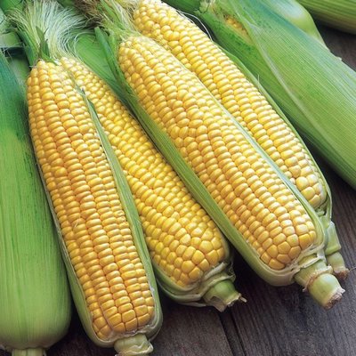 Sweet Corn F-1 Amaze 25 grams