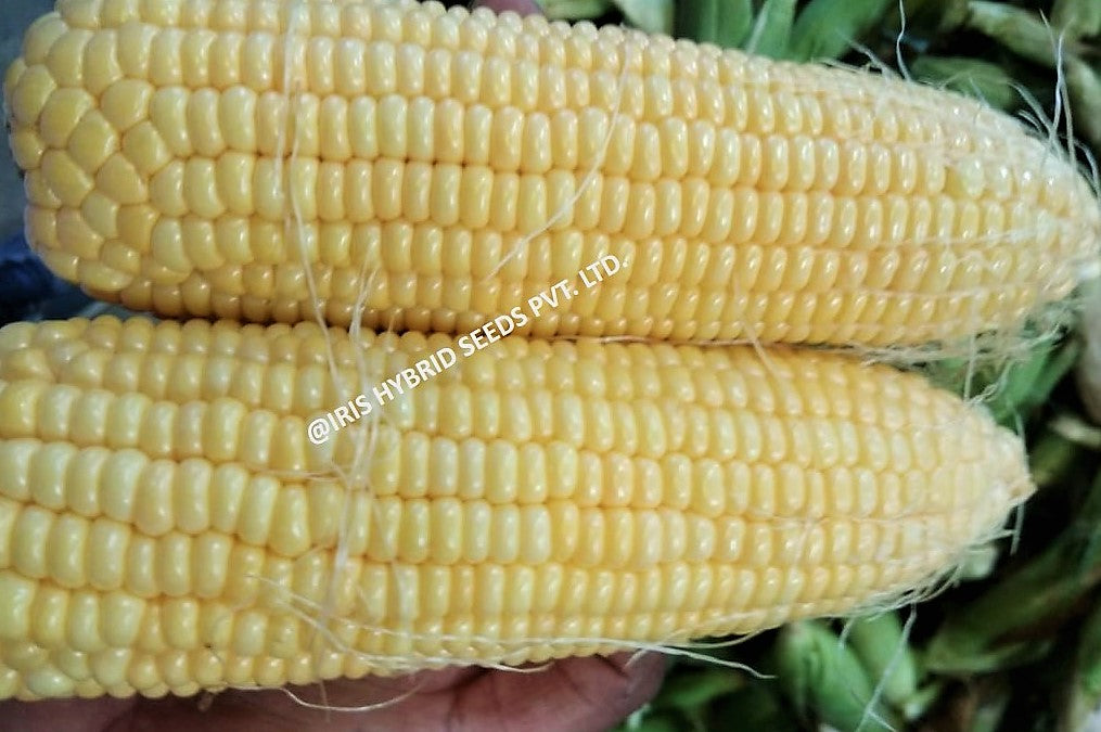 Sweet Corn F1 Iris Honey Max