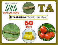 Ava Tuta Absuluta (TA) Lure