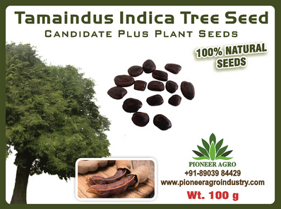 Tamaindus indica / Tamarind Tree Seed