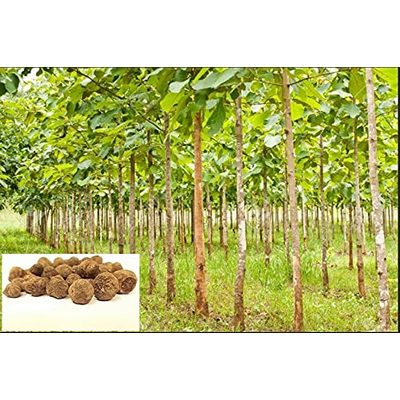 Teak Wood Tree Seeds 350 grams