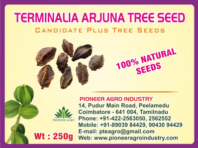 Terminalia Arjuna Tree Seed 250 grams