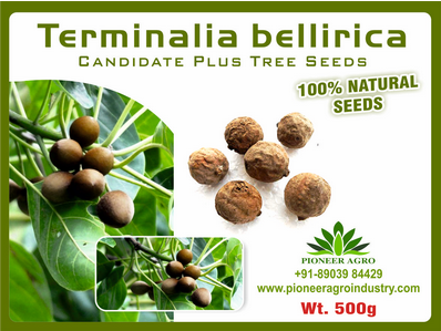 Terminalia Bellirica / Bahera Tree Seed