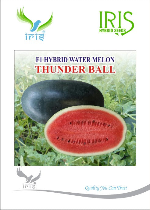 Watermelon F1 Iris Thunder Ball (Icebox Segment)