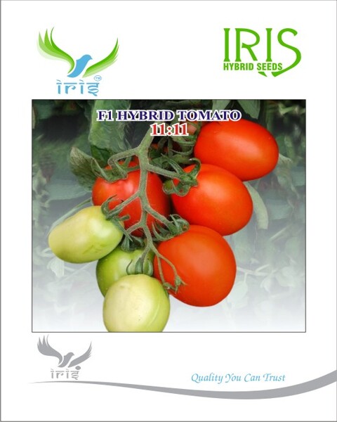 Tomato Iris F1 11:11