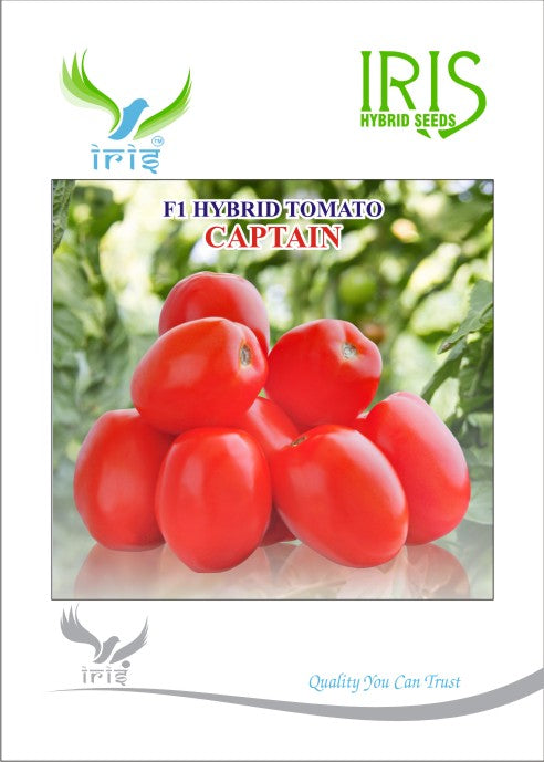 Tomato Iris F1 Captain (Heat)