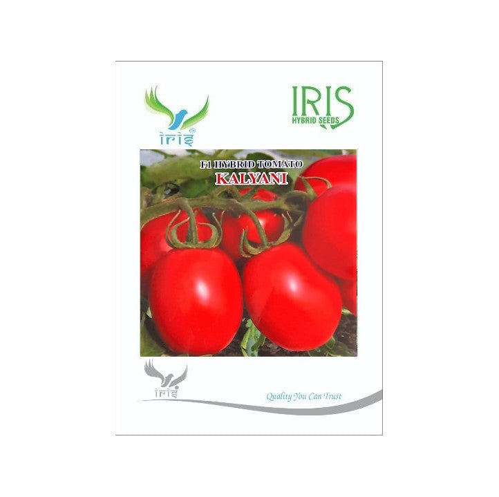 Tomato Iris F1 Kalyani