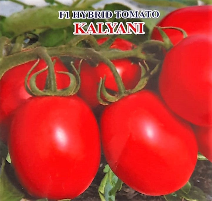 Tomato Iris F1 Kalyani