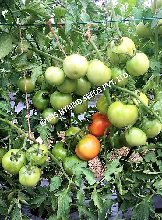 Tomato Iris F1 Keshav 27