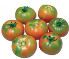 Tomato NS 585