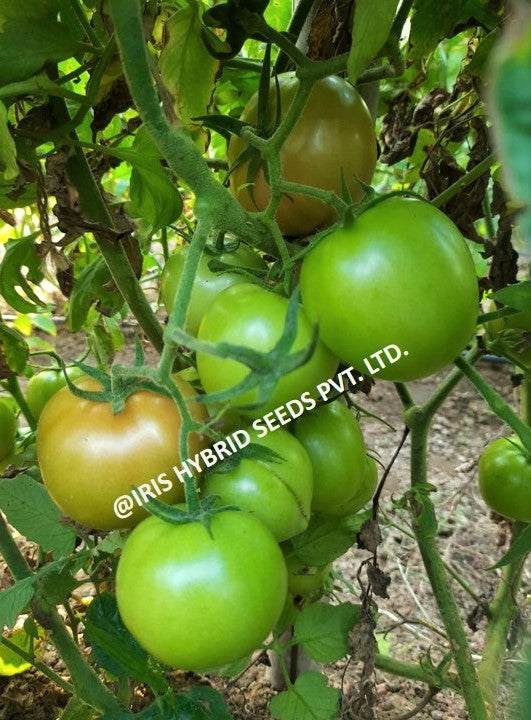 Tomato Iris F1 Nancy