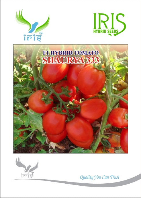 Tomato Iris F1 Shaurya-333