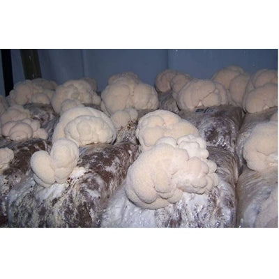 SporeKart Shroomness Hardwood Sawdust for Mushroom Cultivation (Unsterilized)