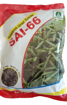 Blackgram / Udad Sai-66