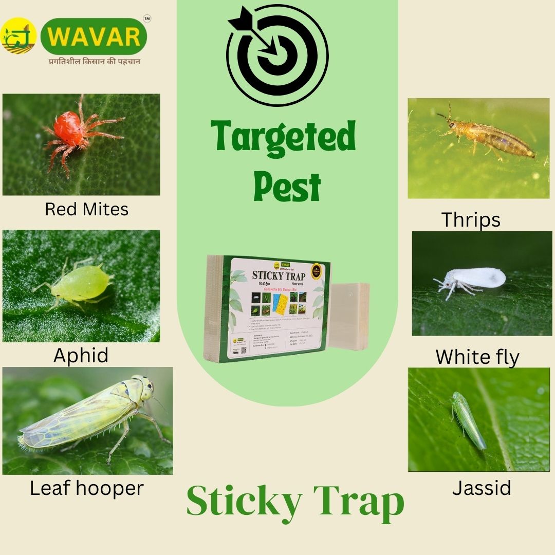 Wavar White Sticky Traps Non-Toxic, Chemical Free Insect Trap for Black Thrips and other Harmful Insects, 25 Sheets in One Bundle