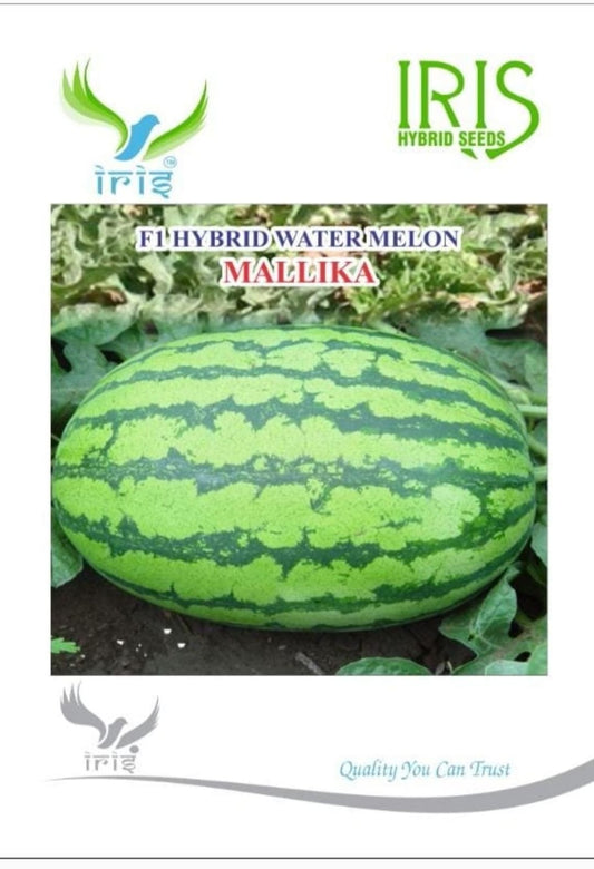 Watermelon F1 Iris Mallika