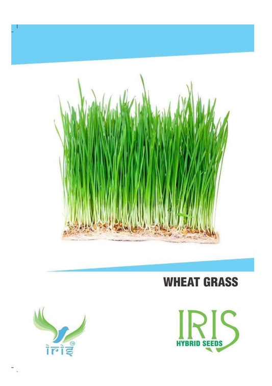 Iris Imported Wheat Grass 15 Seeds