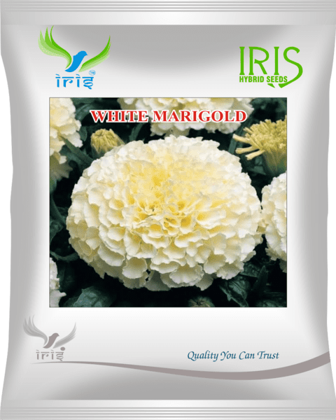 Iris Imported OP White Marigold - 1000 seeds