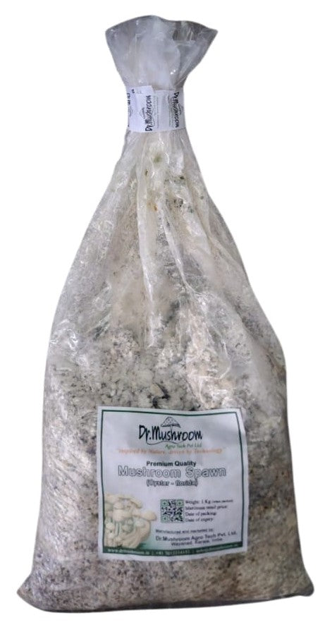 White Oyster Mushroom (Florida) Spawn (Seeds)