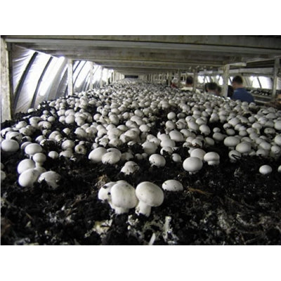SporeKart Shroomness Mushroom Casing Soil