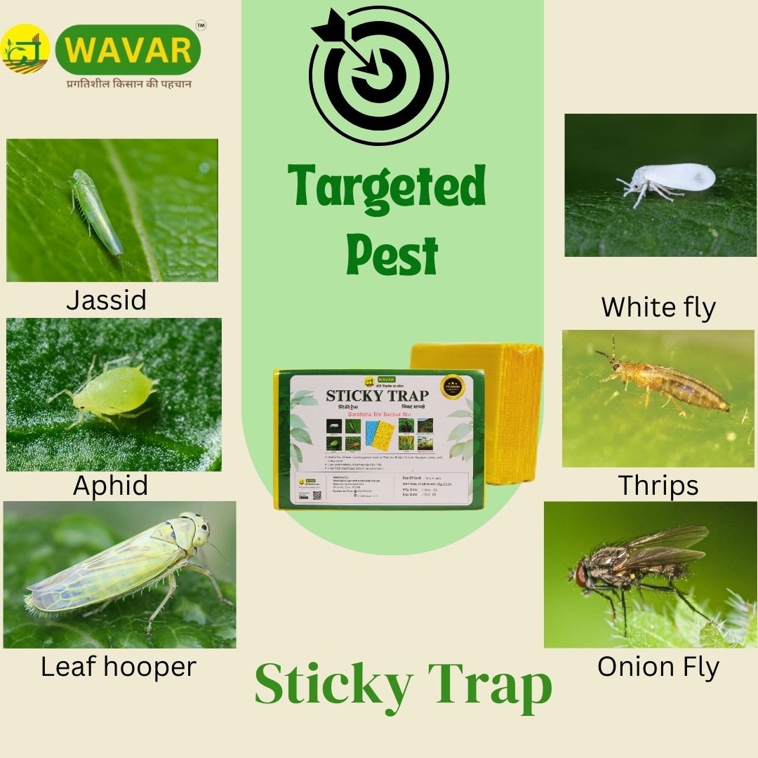 Wavar Yellow Sticky Trap/ Insect trap for Thrips, white flies, for garden  25 sheet in bundle