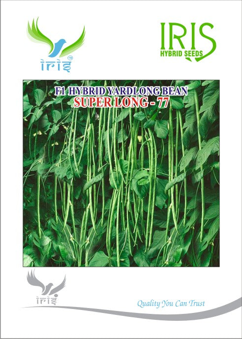 Yard Long Beans Iris F1 Superlong-77