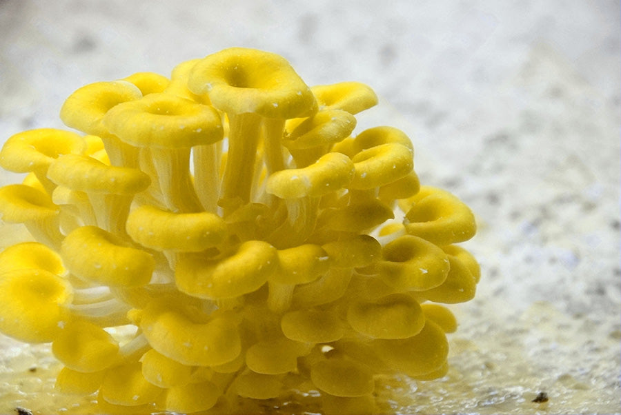 SporKart Shroomness Yellow Oyster Mushroom Spawn (Seeds)