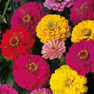 Grow Delight Imported Zinnia Dahlia Mix