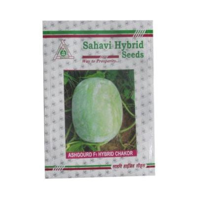 Ash Gourd Hybrid Chakor (Oblong Type)