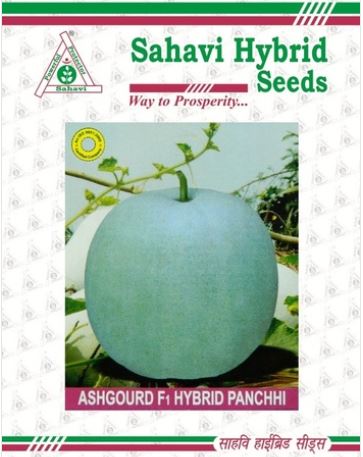 Ash Gourd Hybrid Panchhi (Round Type)