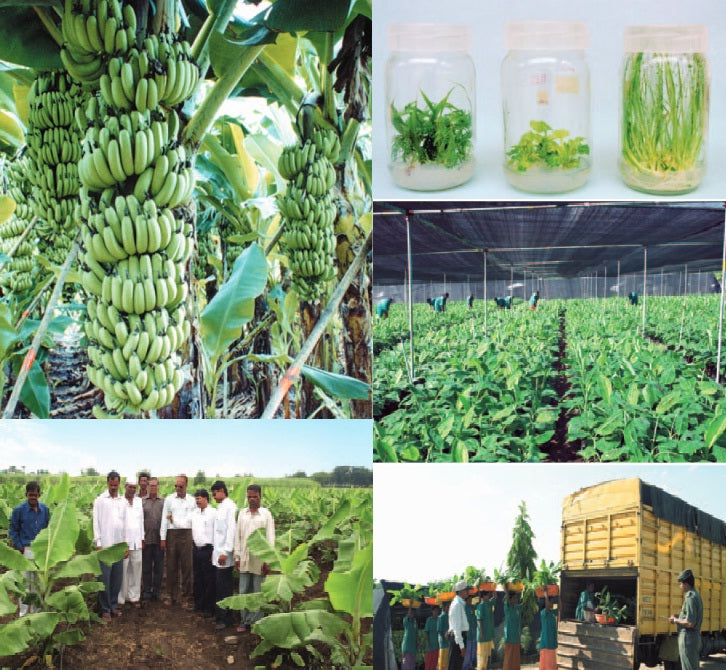 Jain Tissue Culture Banana Plants