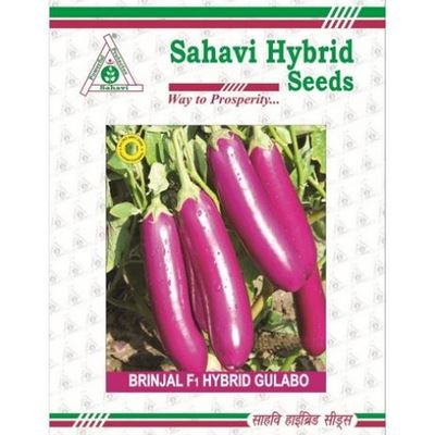 Brinjal Gulabo