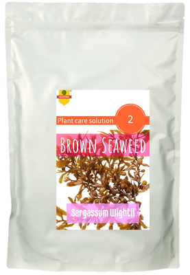 Brown Seaweed -Sargassum Wightii