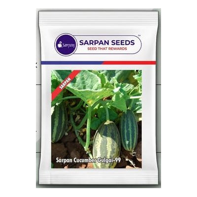 Cucumber Sarpan Gulgai-99