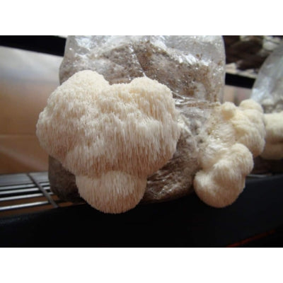 SporeKart Shroomness Lion's Mane Mushroom Spawn (Seeds)