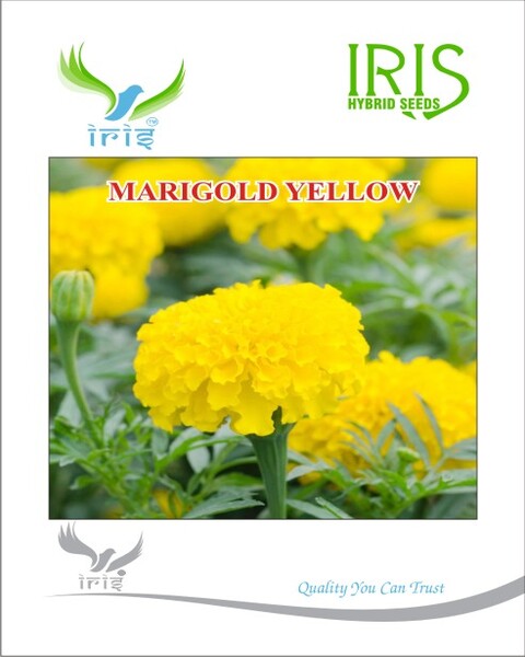 Iris F1 Marigold Yellow Seeds 15 Seeds