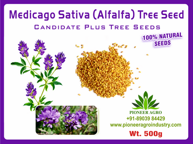 Medicago Sativa / Lucerne Fodder Seed 500 grams
