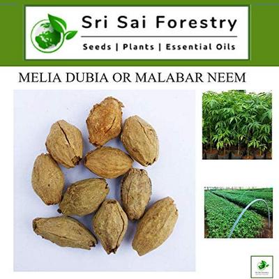 Melia Dubia/ Malabar Neem Tree Seeds 350 grams